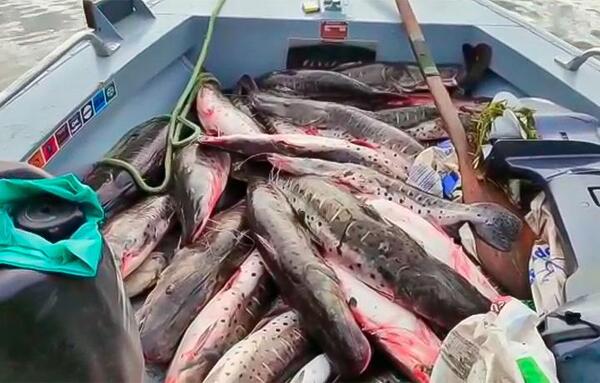 Caen tres paraguayos por pesca ilegal en Porto Murtinho