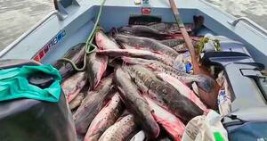 La Nación / Detienen a tres paraguayos con 170 kilos de pescado extraído de forma ilegal en Brasil