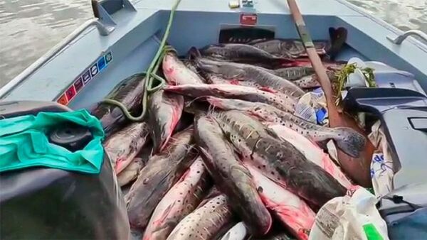 Paraguayos detenidos por pesca depredadora en Porto Murtinho