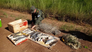 Paraguayos detenidos con 170 kilos de pescado extraído de forma ilegal en Brasil - Noticiero Paraguay