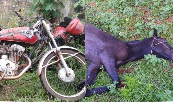 Perdida de joven vida por culpa animales sueltos en la vía pública de San José de los Arroyos - Noticiero Paraguay