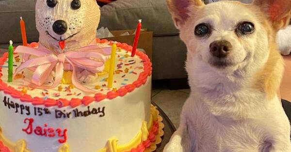 La Nación / Celebra los 15 años de su perrita Daisy y se vuelve viral