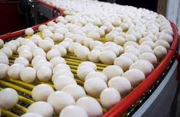 Productores de huevos piden al gobierno garantías para el tránsito
