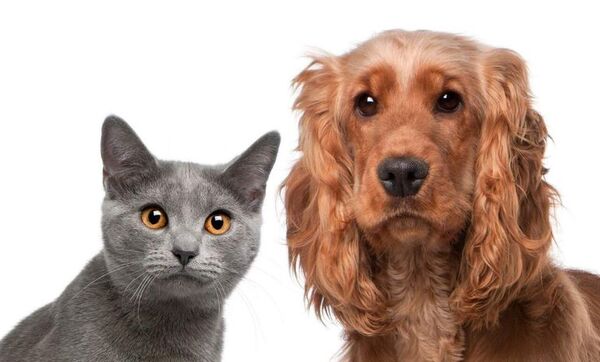 Mascotas: ¿Un gato o un perro? - Mascotas - ABC Color