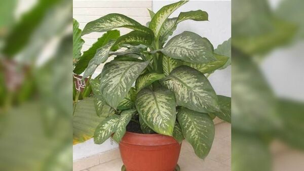 ¡Atenti! Advierten sobre planta con hojas venenosas