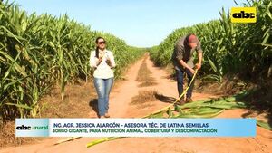 Sorgo Gigante para nutrición animal, cobertura y descompactación de suelo - ABC Noticias - ABC Color