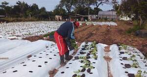 La Nación / Cosecha tempranera de frutilla: arrancó la temporada y estiman una menor producción