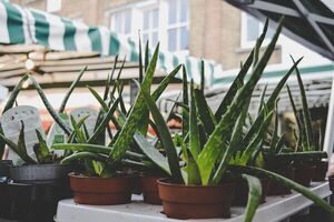 Aloe vera: combate el acné y ayuda a regenerar la piel
