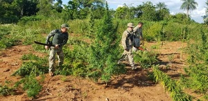 Alianza paraguayo-brasileña destruyó 11.600 toneladas de drogas en los últimos dos años