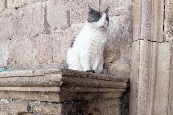 ¿El gato es predecible? - Nacionales - ABC Color