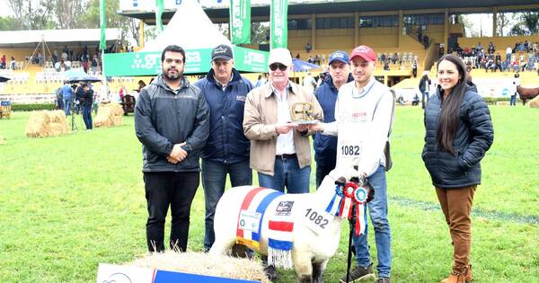 La Nación / Se realizará la 2da. Expo Nacional de la raza de ovejas Hampshire Down