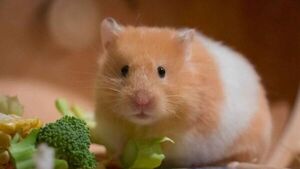 Mascotas: Mitos y realidades de tener animales no convencionales o exóticos - Mascotas - ABC Color