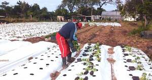 La Nación / Estiman un menor rinde de frutilla