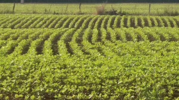 Productores de Hohenau esperan con cautela culminación de zafriña