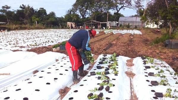 Estiman un menor rinde de frutilla