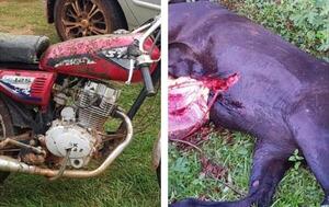 Joven falleció tras chocar contra un caballo en San José de los Arroyos – Prensa 5
