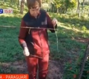 Hurtan vaca de humildes abuelitas - Paraguay.com