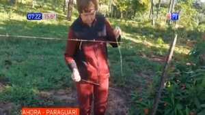 Paraguarí: Roban por cuarta vez ganado a humilde abuela | Noticias Paraguay
