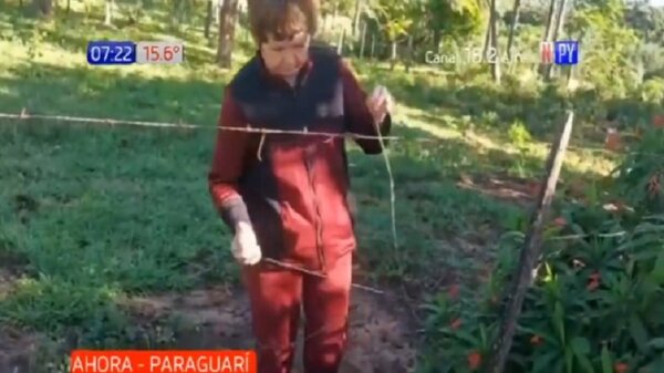 Paraguarí: Roban por cuarta vez ganado a humilde abuela | Noticias Paraguay