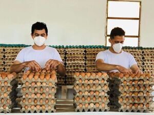 Productores de huevo, “en terapia” por cierres de ruta - Nacionales - ABC Color