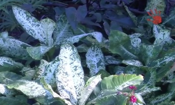 Bellas, pero peligrosas: Cuidado con las plantas que intoxican - SNT