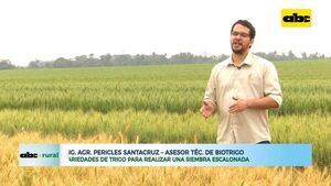 Variedades de trigo para realizar una siembra escalonada - ABC Rural - ABC Color