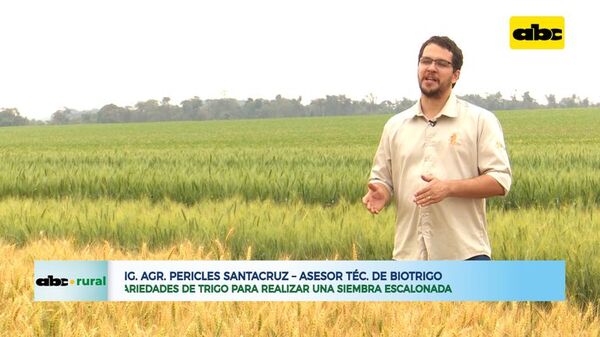Variedades de trigo para realizar una siembra escalonada - ABC Rural - ABC Color