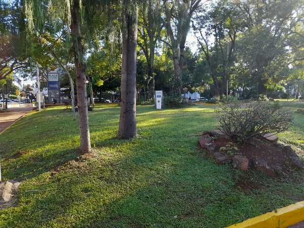 Es época de poda de árboles y la Municipalidad otorga permiso