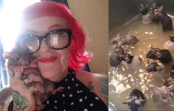 Tiene 50 ratas, las trata como “bebés” y las baña en la pileta de la cocina