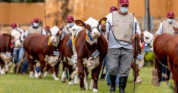 La Nación / La Asociación Paraguaya de Criadores de Braford prepara su 16ª Expo Nacional