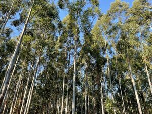 El sector forestal logra la recuperación, crece y se dinamiza