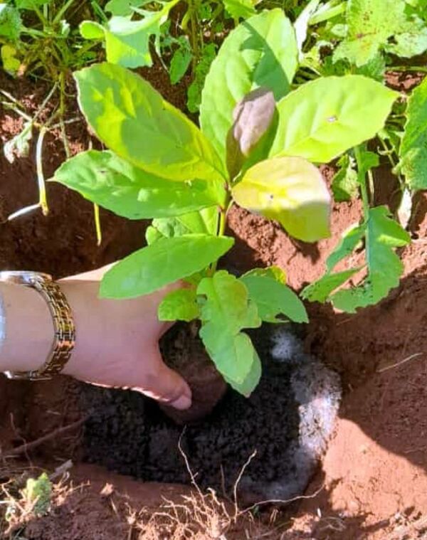 Estamos en buena época para plantar yerba mate - Nacionales - ABC Color