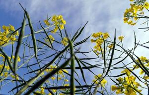 Canola: diferencias entre las semillas híbridas y de variedades - Nacionales - ABC Color