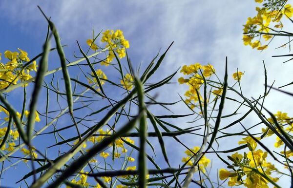 Canola: diferencias entre las semillas híbridas y de variedades - Nacionales - ABC Color