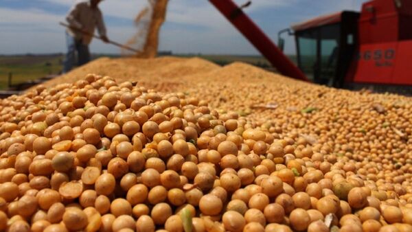 Exportación de soja cayó casi 70% y ya no habrá repunte