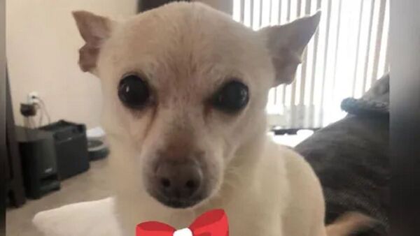 Tobykeith, el perro más viejo del mundo es un chihuahua