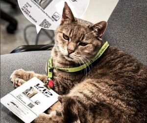 Formulino: el gato VIP de Imola - Mascotas - ABC Color