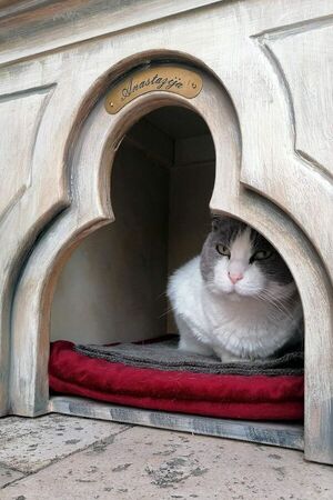 Polémica en Dubrovnik sobre la suerte de una gata callejera - Mascotas - ABC Color