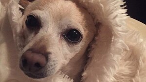 El perro más viejo del mundo vive en Florida - El Independiente
