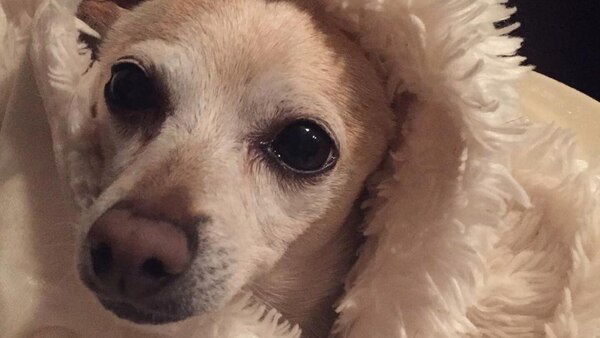 El perro más viejo del mundo vive en Florida - El Independiente