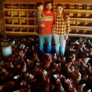 Joven pareja destaca en la producción orgánica de pollos mediante el apoyo crediticio del CAH - .::Agencia IP::.