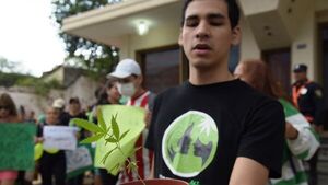 Ley sobre cannabis medicinal "es letra muerta", denuncian