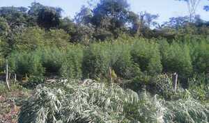 El cannabis medicinal pasa a quedar sin efecto su uso ya que no existe una ley que lo ampara – Prensa 5