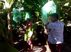 Clima ayuda a mejorar el rendimiento de la producción de banana en Guayaybí - Nacionales - ABC Color