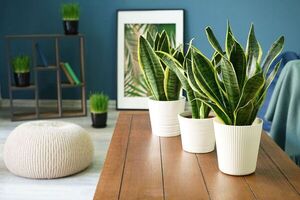 Sansevieria: ¿por qué esta planta no debe faltar en tu casa u oficina?