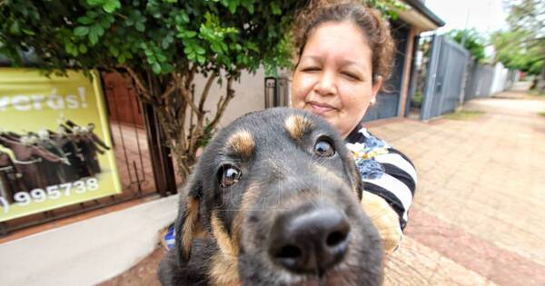 La Nación / Realizan rifa solidaria a favor de refugio para perros y gatos