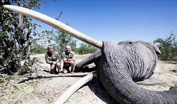 Un cazador pagó 50 mil dólares para matar al elefante más grande de Botswana con 91 kilos - Noticiero Paraguay