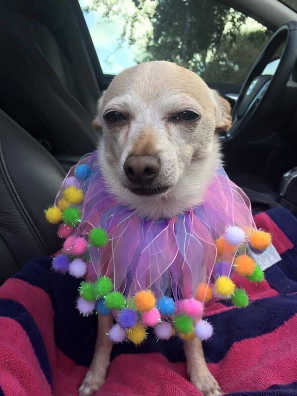 Un chiguagua es el perro más viejo del mundo con 21 años, según Guinnes Récords