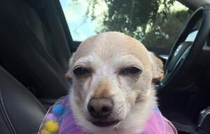 Con 21 años, un chiguagua se convierte en el perro más viejo del mundo