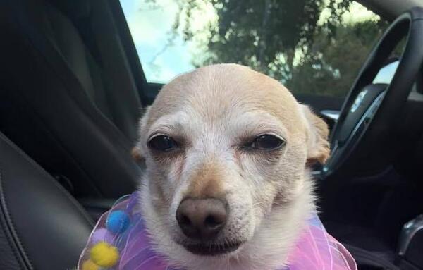 Con 21 años, un chiguagua se convierte en el perro más viejo del mundo